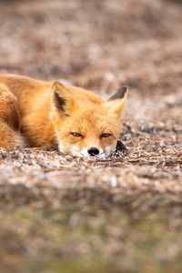 Preview wallpaper fox, animal, red, wildlife