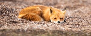 Preview wallpaper fox, animal, red, wildlife