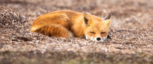 Preview wallpaper fox, animal, red, wildlife