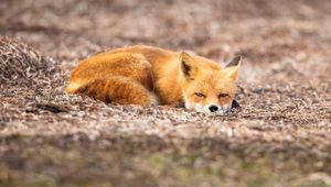 Preview wallpaper fox, animal, red, wildlife