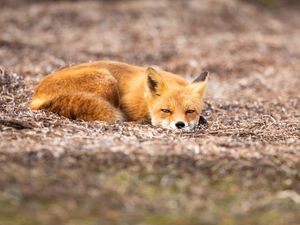 Preview wallpaper fox, animal, red, wildlife