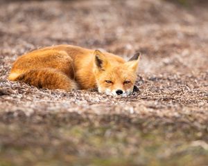 Preview wallpaper fox, animal, red, wildlife