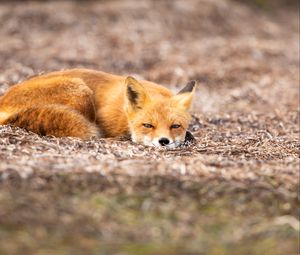 Preview wallpaper fox, animal, red, wildlife