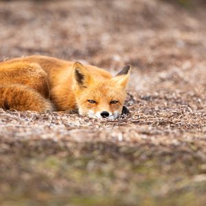 Preview wallpaper fox, animal, red, wildlife