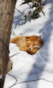 Preview wallpaper fox, animal, snow, wildlife