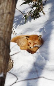 Preview wallpaper fox, animal, snow, wildlife