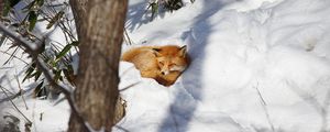 Preview wallpaper fox, animal, snow, wildlife