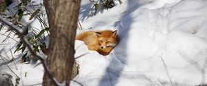 Preview wallpaper fox, animal, snow, wildlife