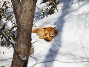 Preview wallpaper fox, animal, snow, wildlife