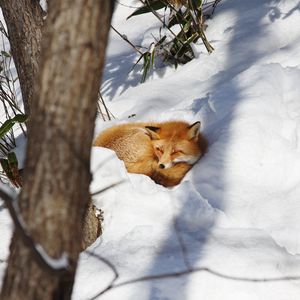 Preview wallpaper fox, animal, snow, wildlife
