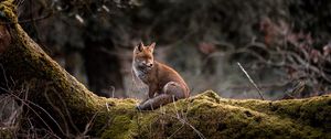 Preview wallpaper fox, animal, tree, wildlife