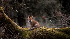 Preview wallpaper fox, animal, tree, wildlife