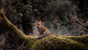 Preview wallpaper fox, animal, tree, wildlife