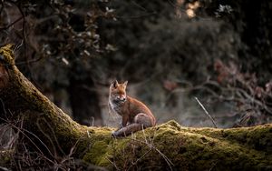 Preview wallpaper fox, animal, tree, wildlife