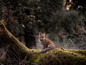 Preview wallpaper fox, animal, tree, wildlife