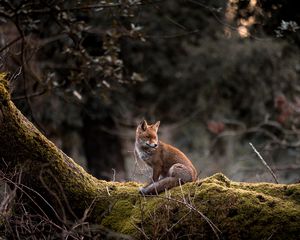 Preview wallpaper fox, animal, tree, wildlife