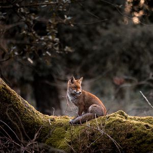 Preview wallpaper fox, animal, tree, wildlife