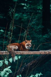 Preview wallpaper fox, animal, wild, cute, beast