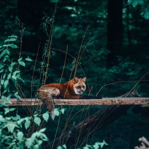 Preview wallpaper fox, animal, wild, cute, beast