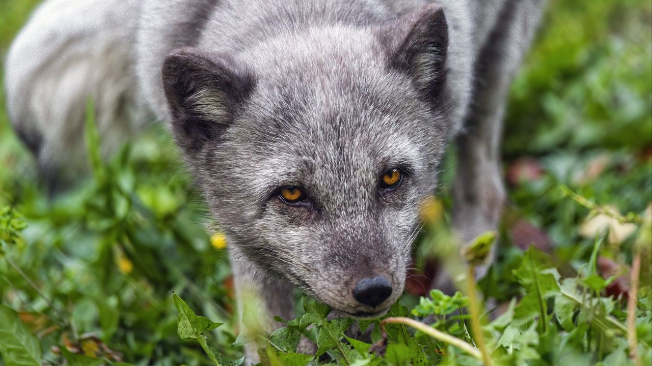 Wallpaper fox, arctic fox, predator, animal, grass hd, picture, image