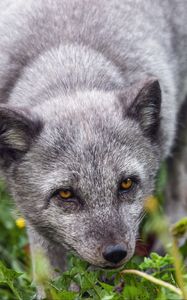 Preview wallpaper fox, arctic fox, predator, animal, grass