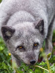 Preview wallpaper fox, arctic fox, predator, animal, grass