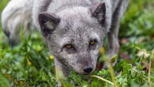 Preview wallpaper fox, arctic fox, predator, animal, grass