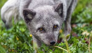 Preview wallpaper fox, arctic fox, predator, animal, grass