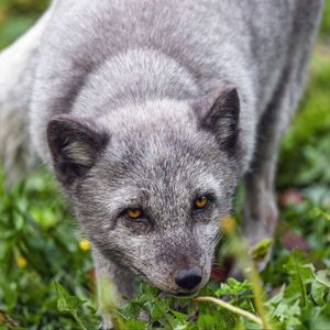 Preview wallpaper fox, arctic fox, predator, animal, grass