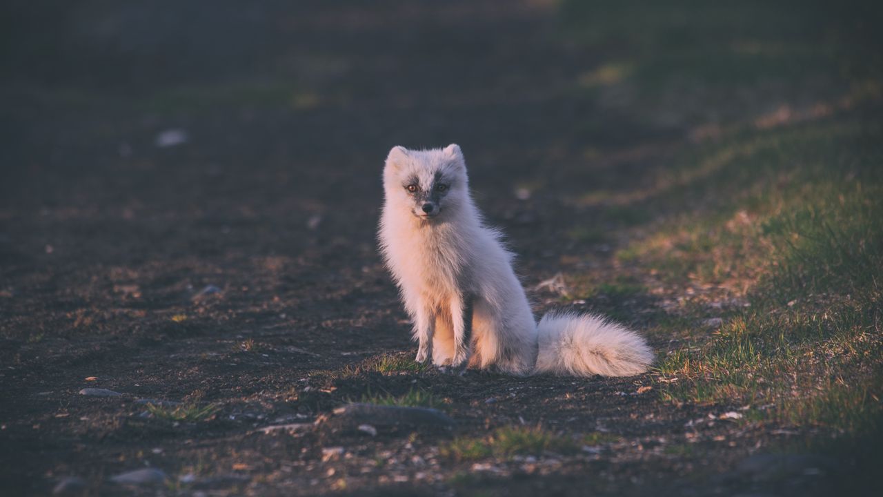 Wallpaper fox, arctic fox, sits
