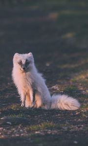 Preview wallpaper fox, arctic fox, sits