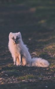 Preview wallpaper fox, arctic fox, sits