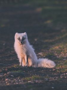 Preview wallpaper fox, arctic fox, sits