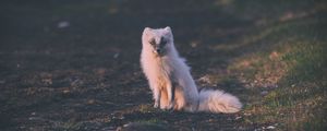 Preview wallpaper fox, arctic fox, sits