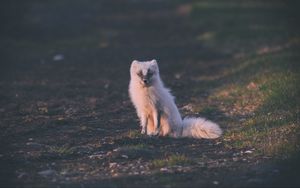 Preview wallpaper fox, arctic fox, sits