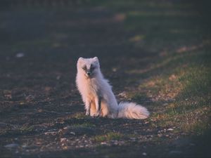 Preview wallpaper fox, arctic fox, sits