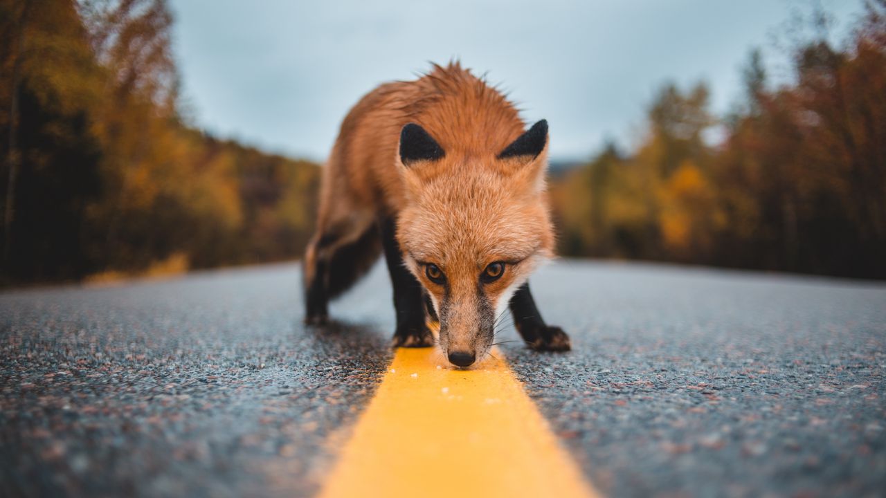 Wallpaper fox, asphalt, markup, sniff, curiosity, wildlife