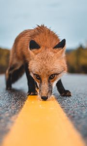 Preview wallpaper fox, asphalt, markup, sniff, curiosity, wildlife