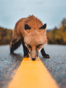 Preview wallpaper fox, asphalt, markup, sniff, curiosity, wildlife