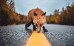 Preview wallpaper fox, asphalt, markup, sniff, curiosity, wildlife