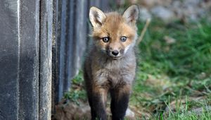 Preview wallpaper fox, baby, grass, walk, fright