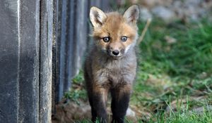 Preview wallpaper fox, baby, grass, walk, fright