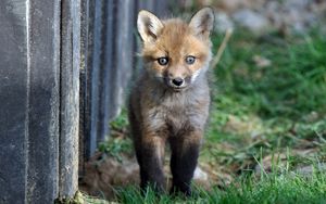 Preview wallpaper fox, baby, grass, walk, fright
