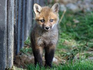 Preview wallpaper fox, baby, grass, walk, fright