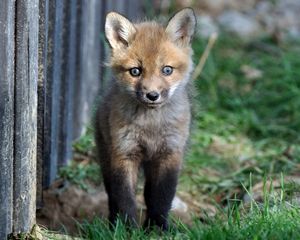 Preview wallpaper fox, baby, grass, walk, fright