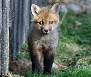Preview wallpaper fox, baby, grass, walk, fright