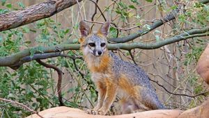 Preview wallpaper fox, beast, cute, stone