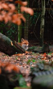 Preview wallpaper fox, brown, animal, trees