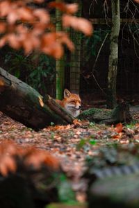 Preview wallpaper fox, brown, animal, trees