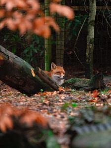 Preview wallpaper fox, brown, animal, trees